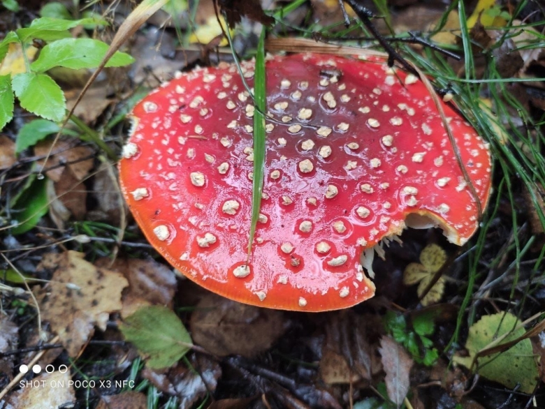 Фламуллины