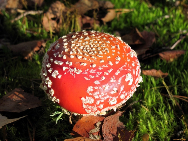 Гриб Amanita argentea
