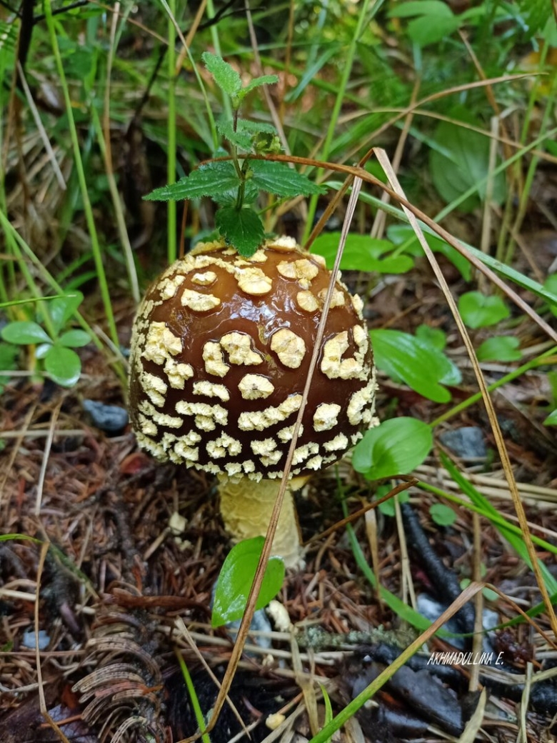 Королевский мухомор и пантерный