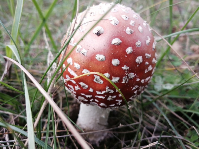 Мухомор пантерный и красный