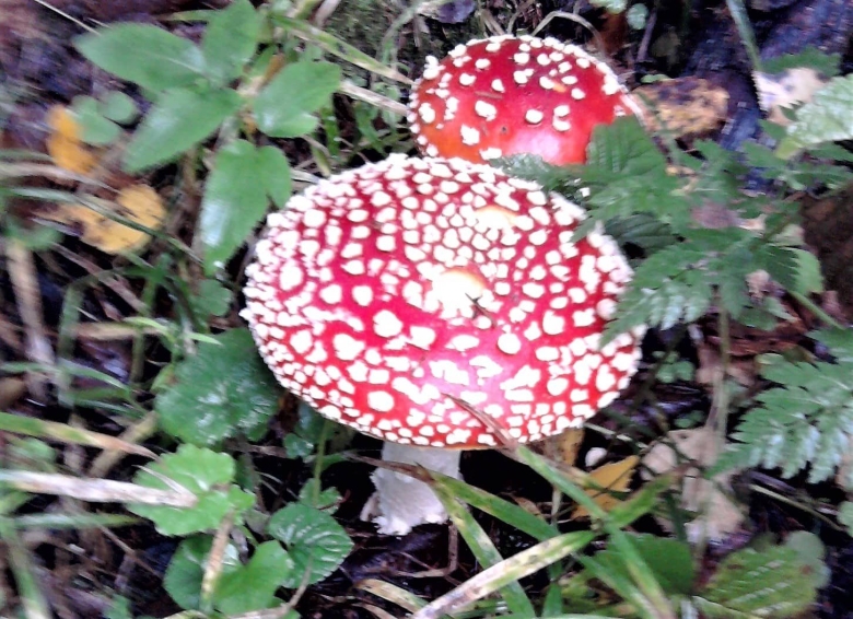 Несъедобные грибы мухомор