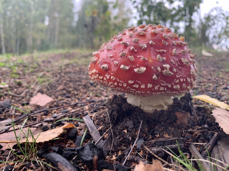 Глаза под мухомором