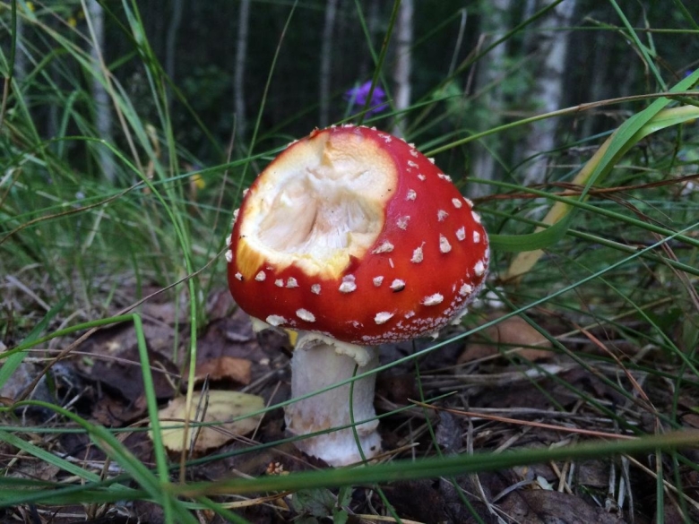 Мухомор красный царь гриб