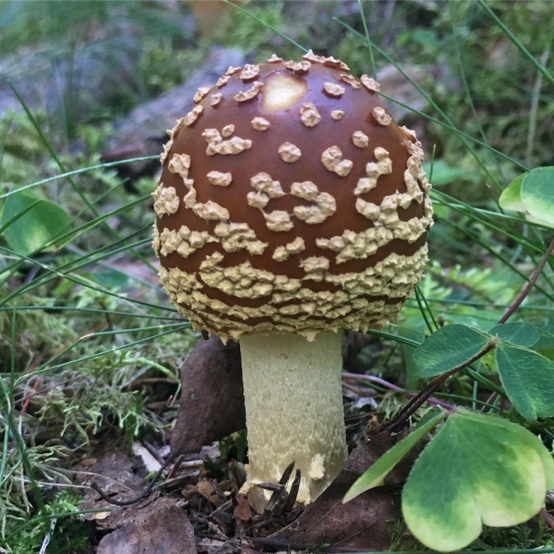 Королевский мухомор и пантерный