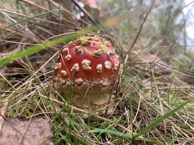 Сезон мухоморов