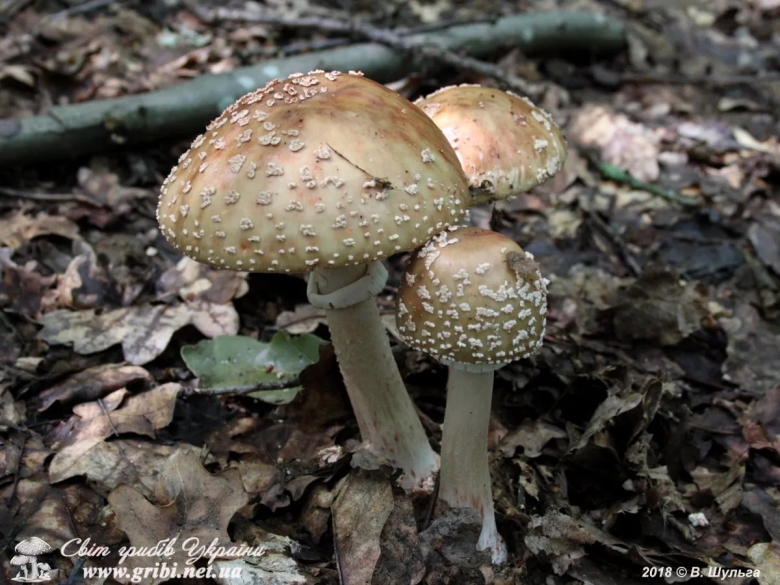 Мухомор розовеющий