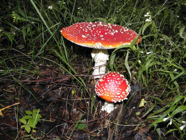 Мухомор пантерный ядовитые грибы