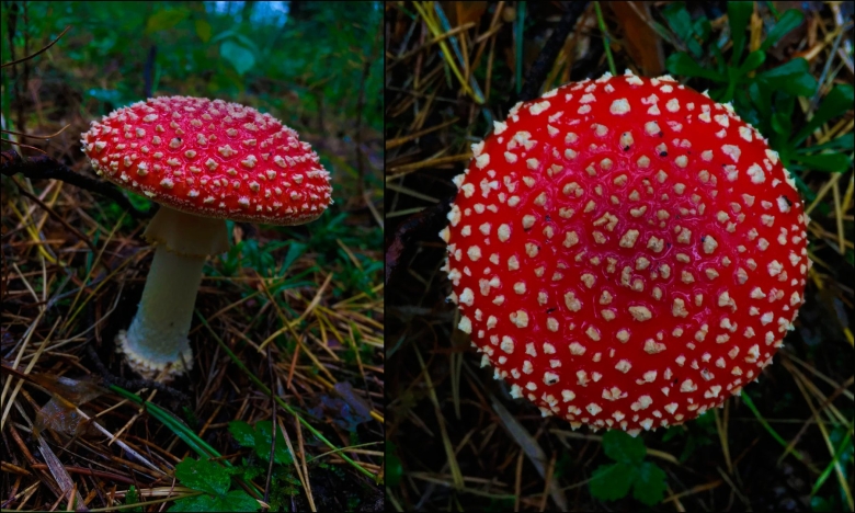 Огромный мухомор