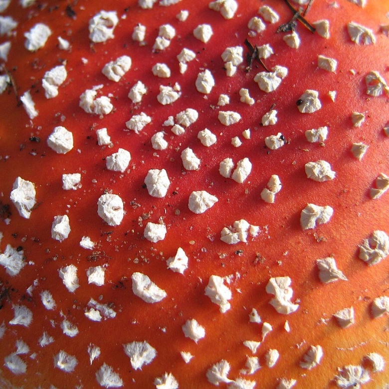 Сухой мухомор красный amanita muscaria