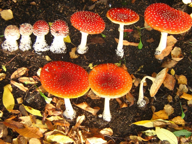 Большой мухомор