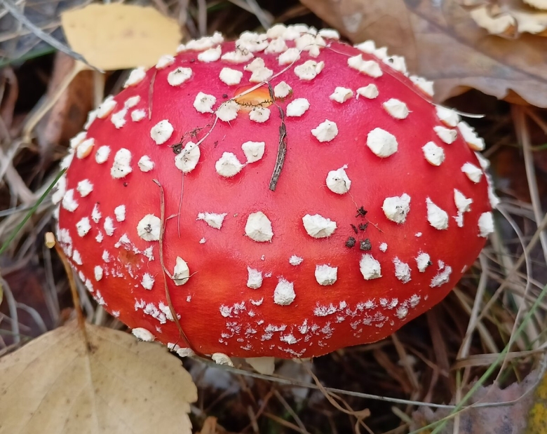 Маленький мухомор