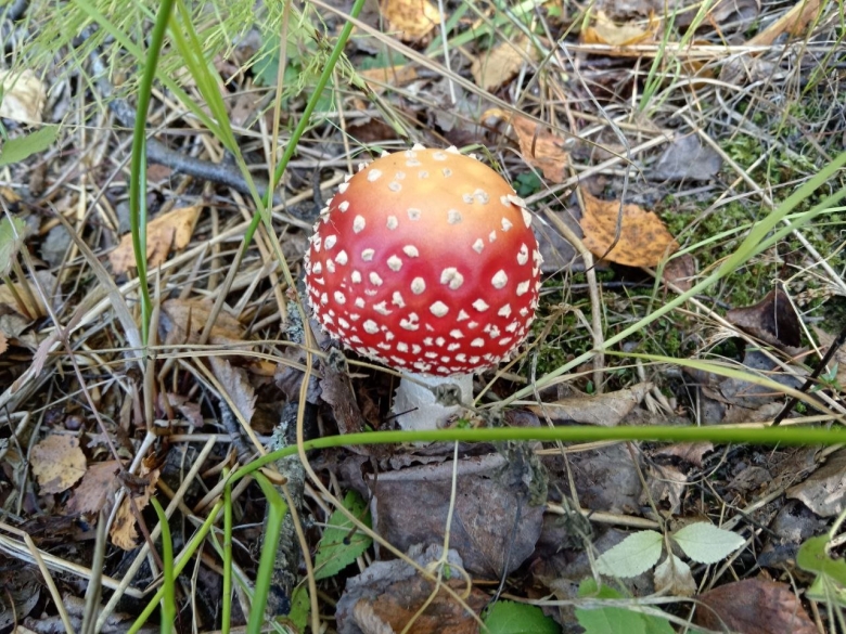 Поганка с красной шляпкой