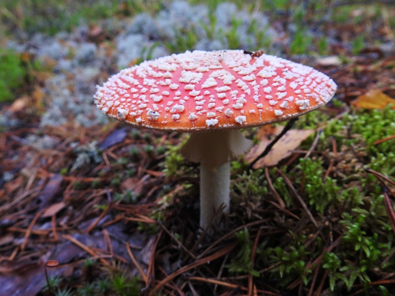 Желтый мухомор