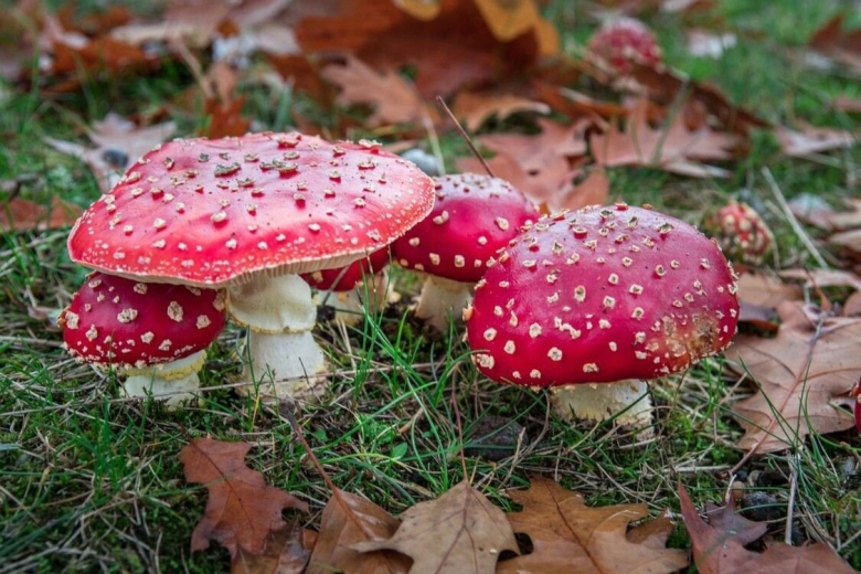 Мухомор Аманита Мускария зеленый