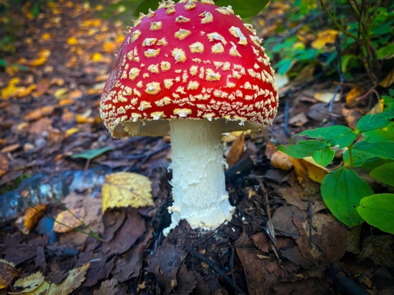 Гриб мухомор картинка