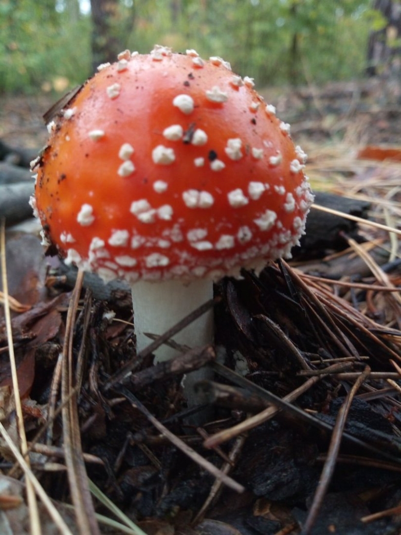 Королевский мухомор