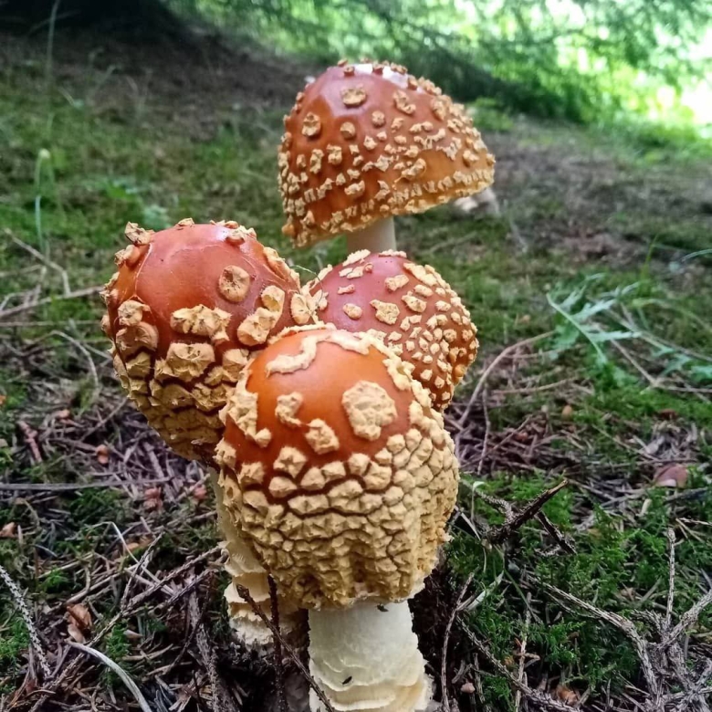 Королевский мухомор и пантерный