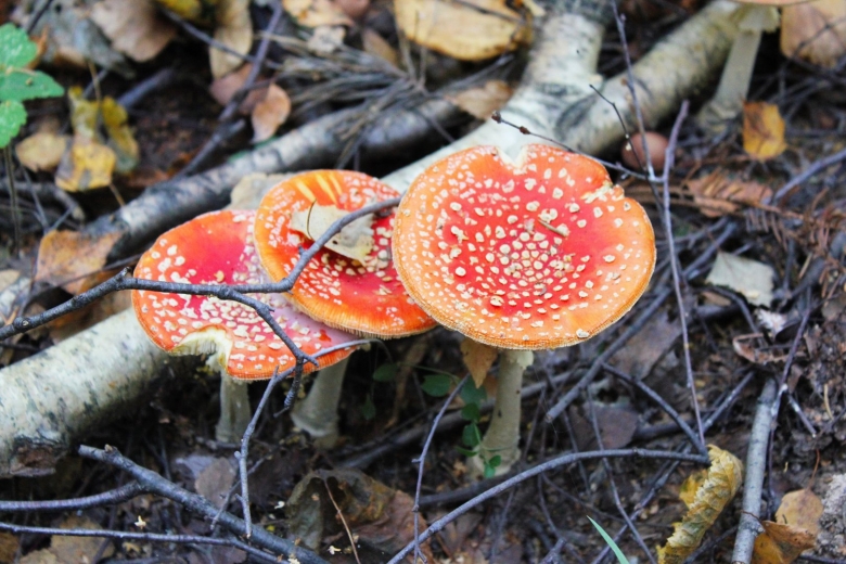 Мухомор яйцевидный