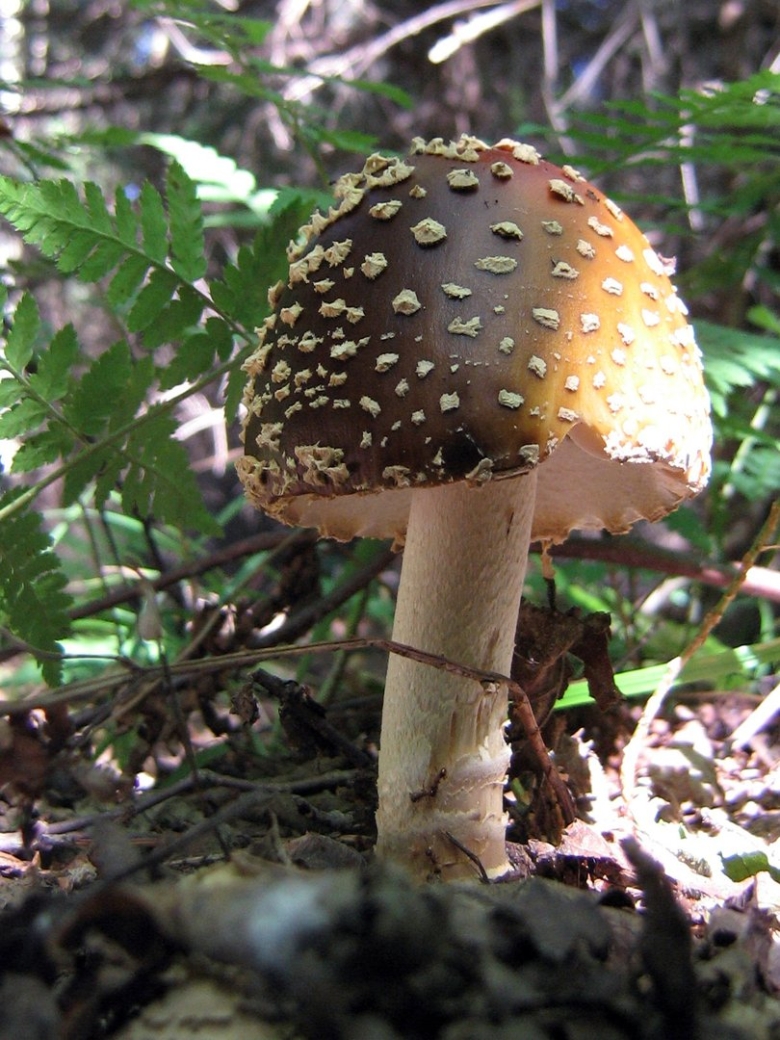 Мухомор королевский amanita regalis