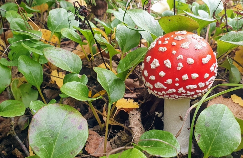 Разновидности мухоморов