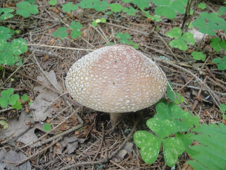 Мухомор жемчужный