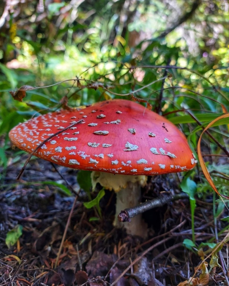 См синий мухомор