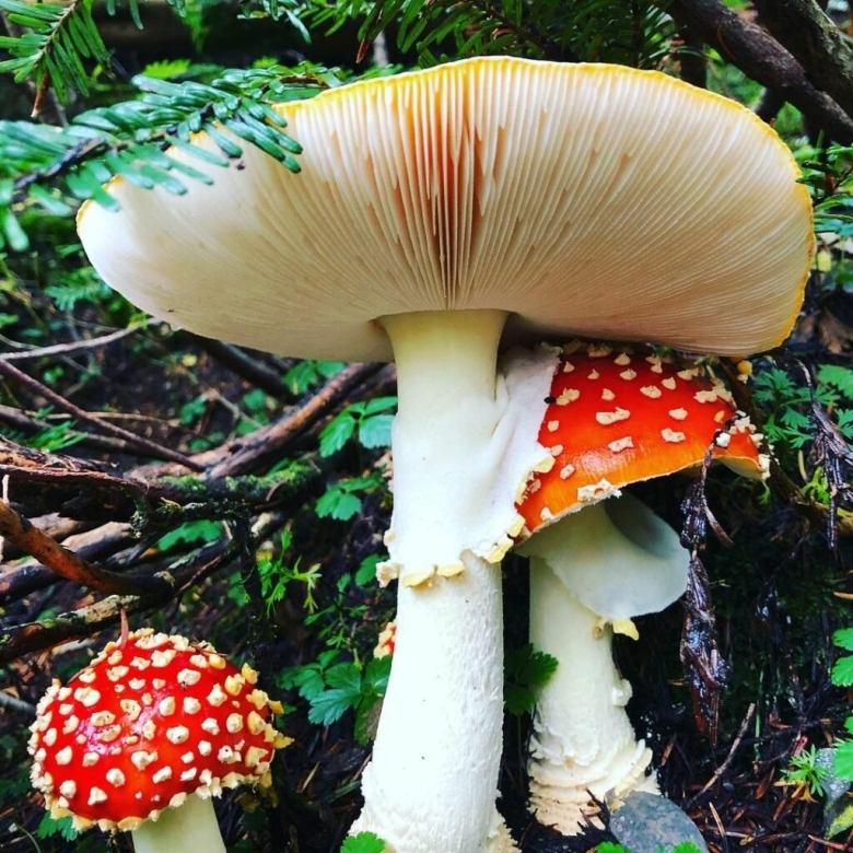 Мухомор шишковидный