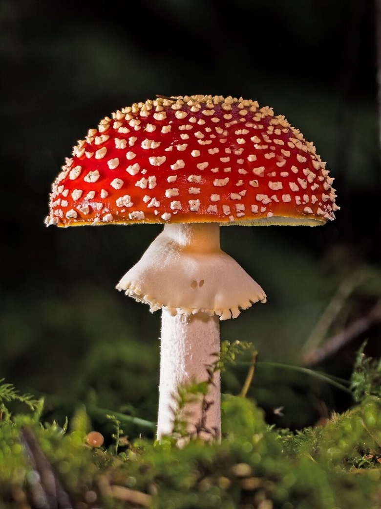 Мухомор красный (amanita muscaria)