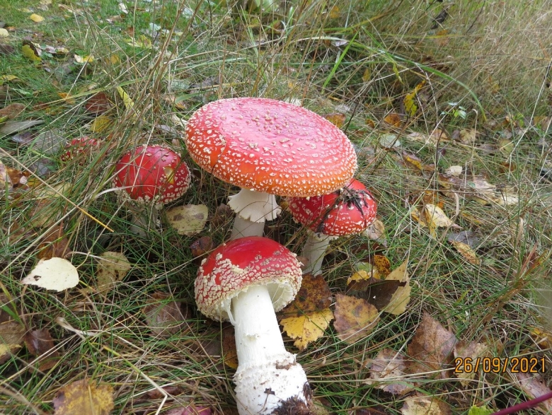 Дневник Лидии БАМ грибной