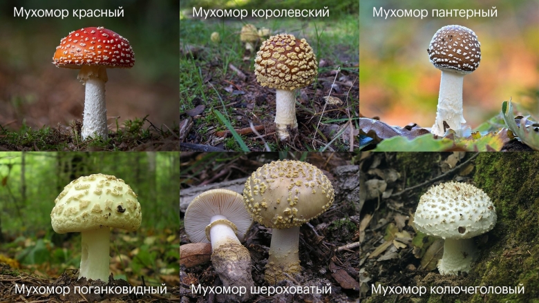 Мухомор пантерный