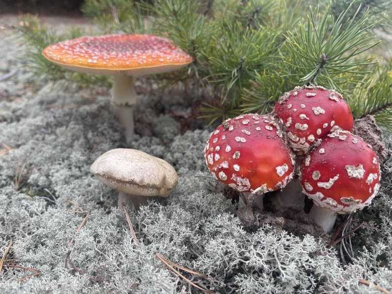 Мухомор аманита мускария