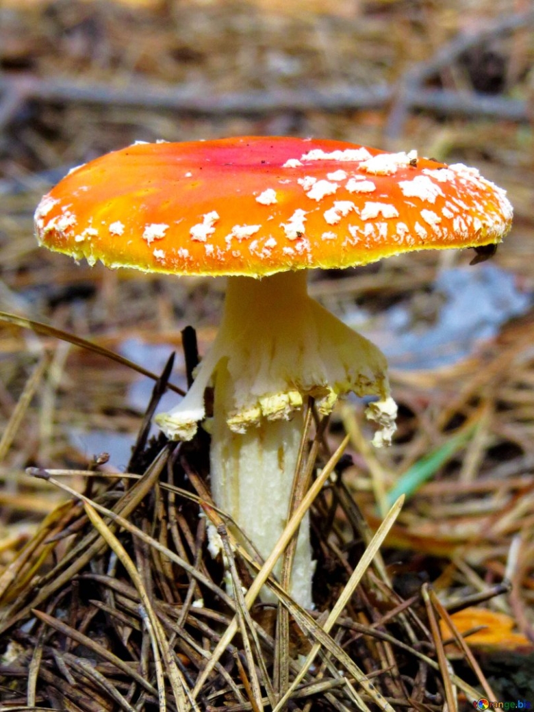 Мухомор Королевский