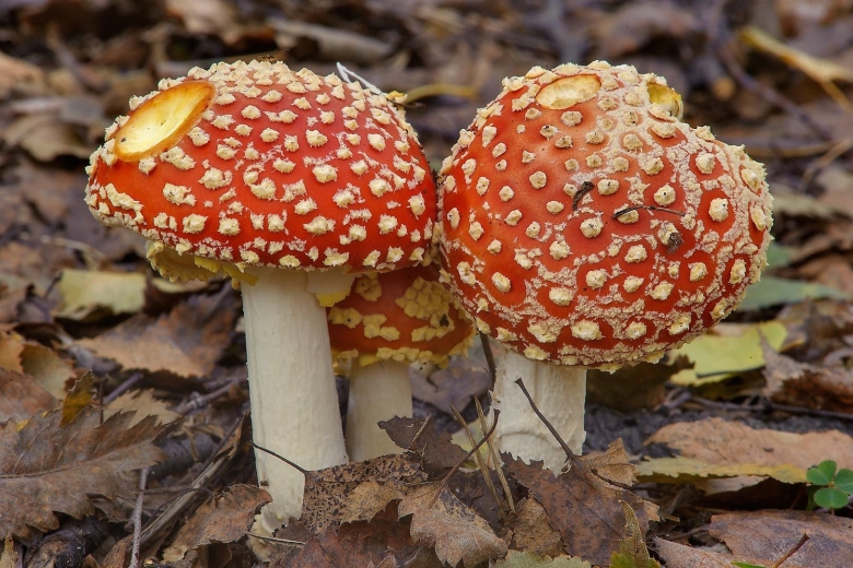 Мухомор ежеголовый