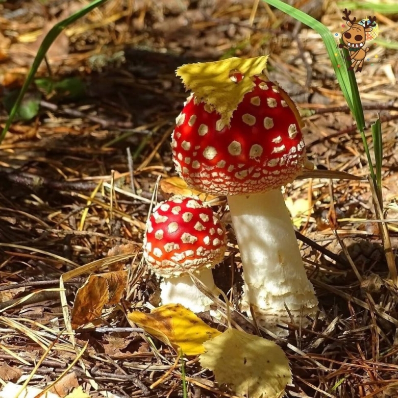 Мухоморчики