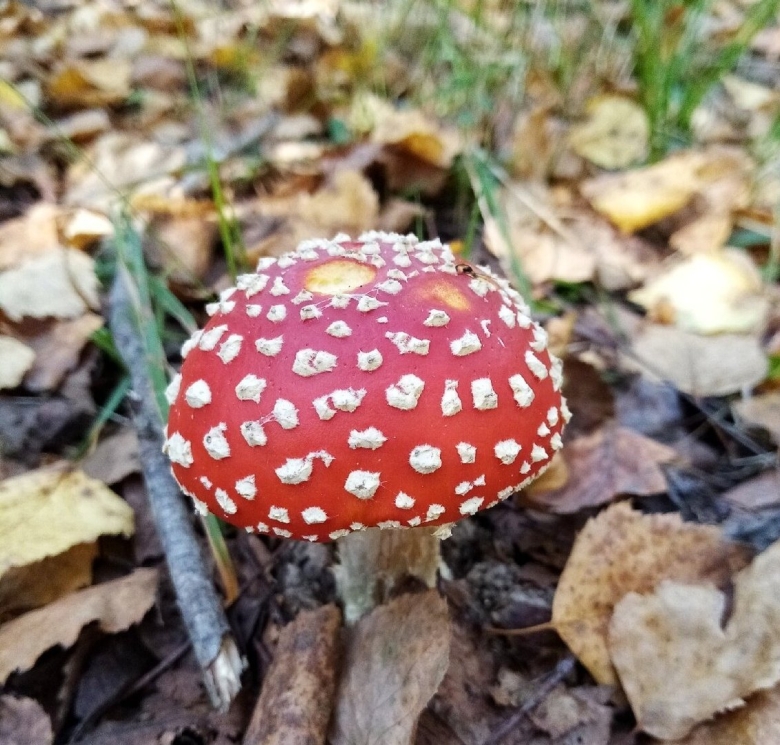 Несъедобные грибы Ленинградской