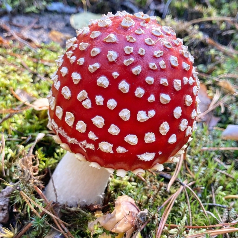 Добрый гриб ДНД