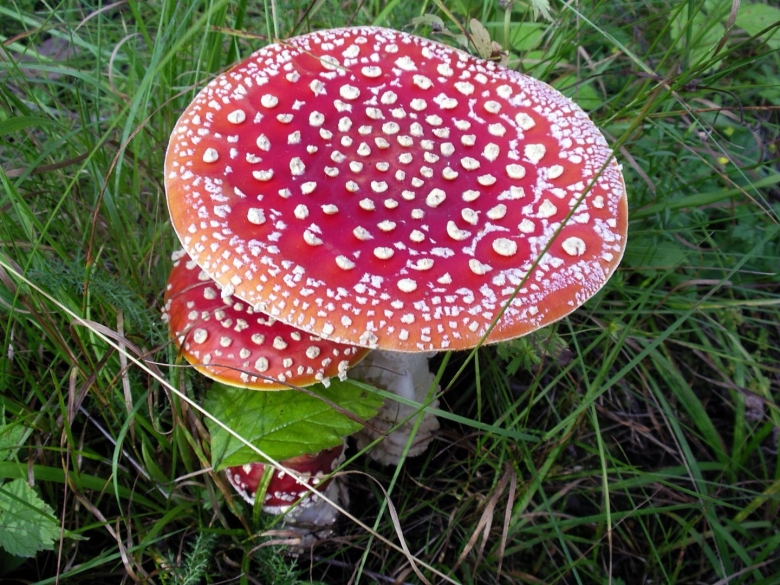 Гриб мухомор