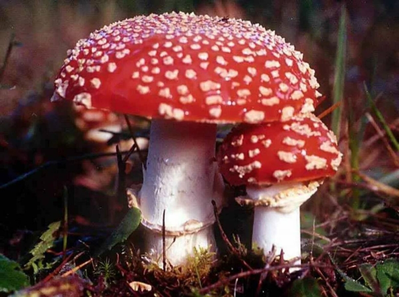 Картина amanita muscaria