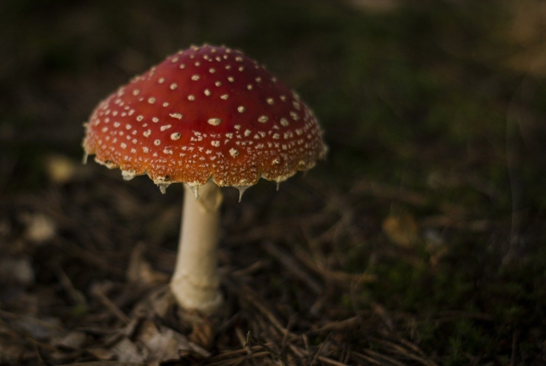 Мухомор красный и пантерный
