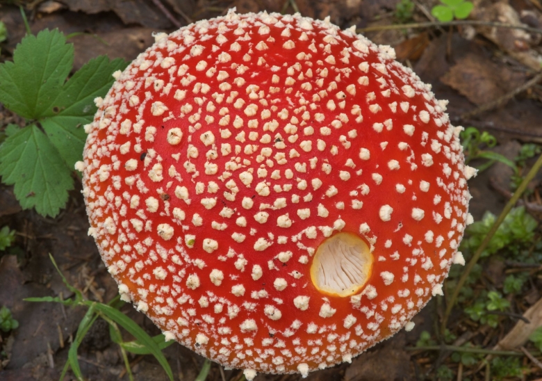 Шляпка мухомора