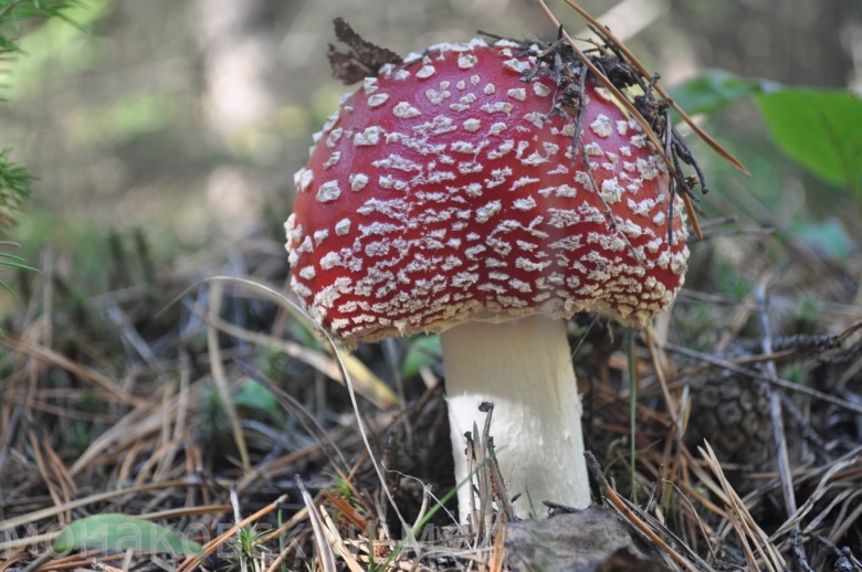 Ареал мухоморов