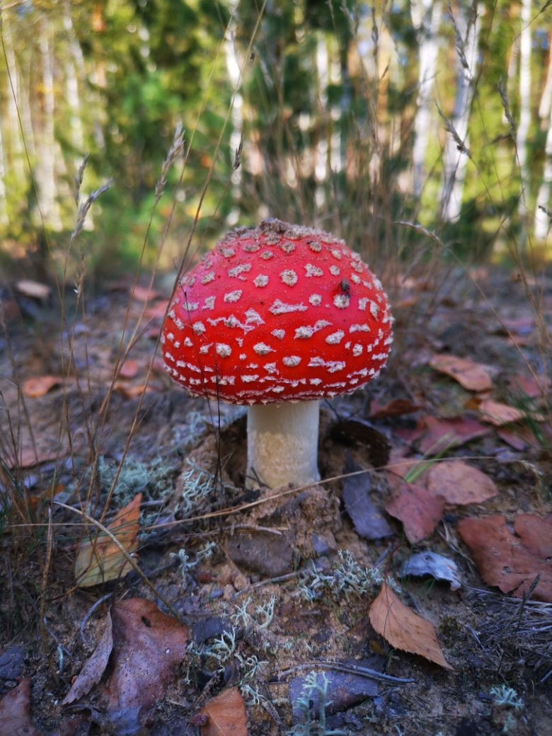 Мухомор поганка Видный