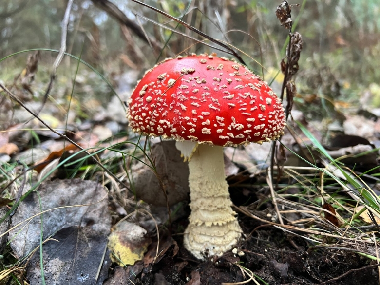 Мухомор аманита