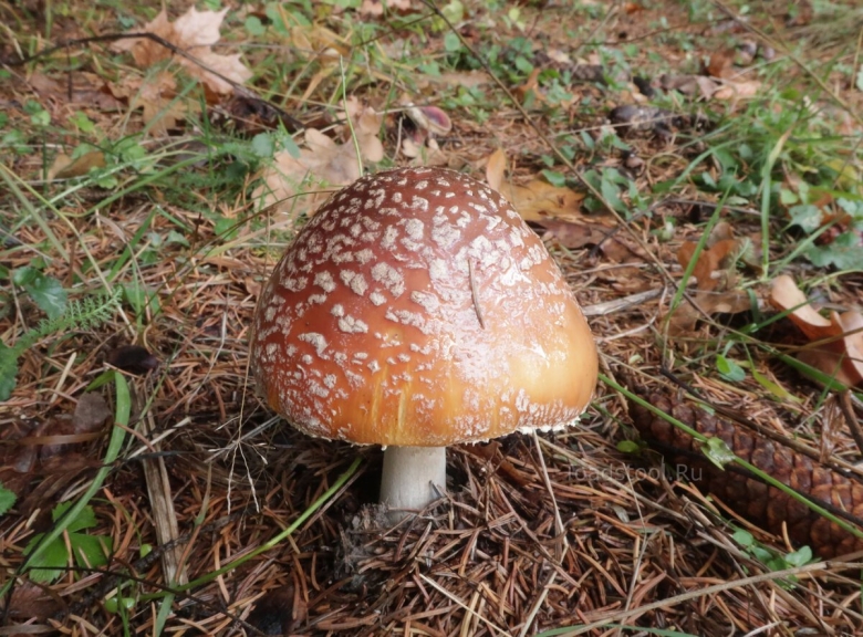 Опасные грибы Мордовии