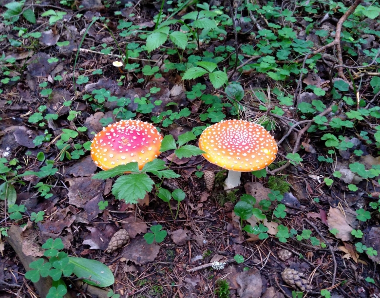 Королевский гриб мухомор съедобный