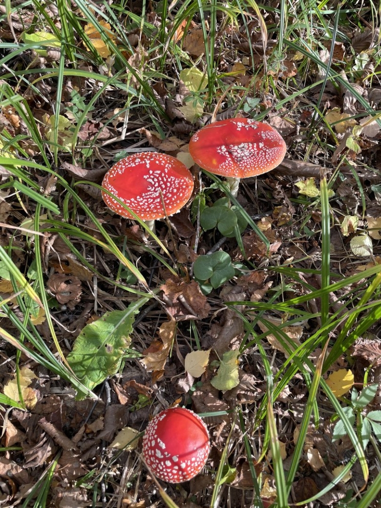Мухомор красный гриб