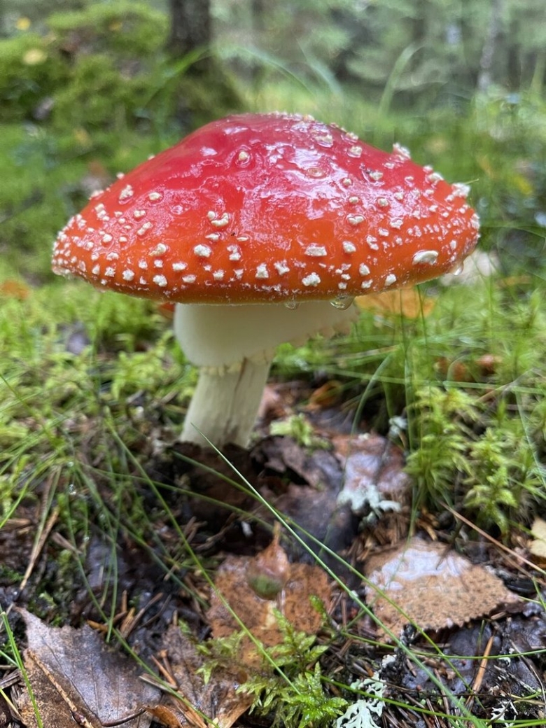 Красный мухомор