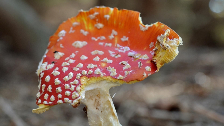 Королевский мухомор и пантерный