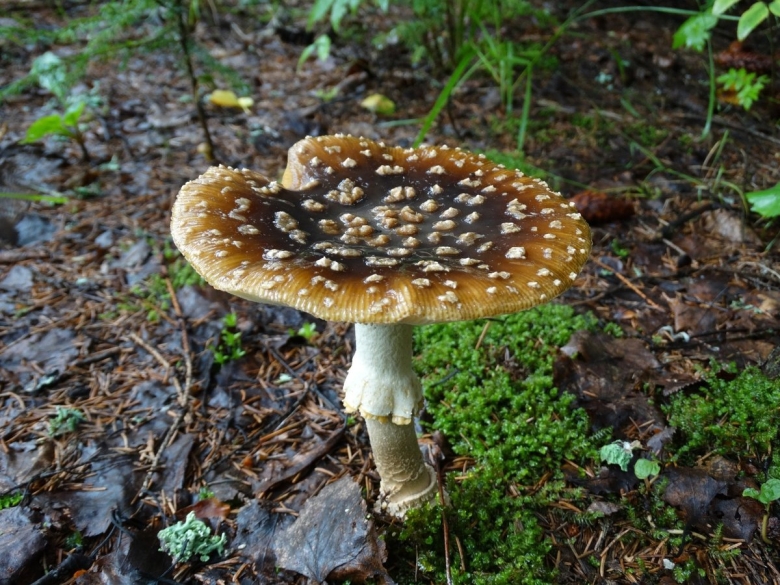Amanita rubescens