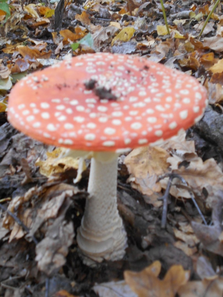 Гриб мухомор